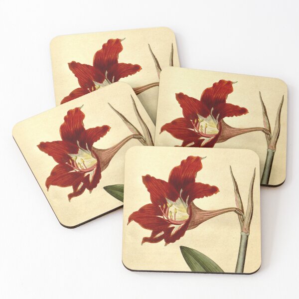 Item preview, Amaryllis Equestris. Barbadoes Amaryllis, or Lily.  designed and sold by vintagerepros.