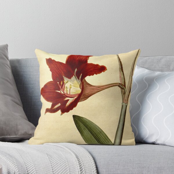 Item preview, Amaryllis Equestris. Barbadoes Amaryllis, or Lily.  designed and sold by vintagerepros.