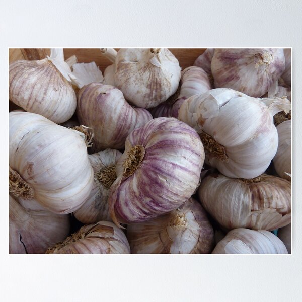 Item preview, French Garlic designed and sold by Fara.