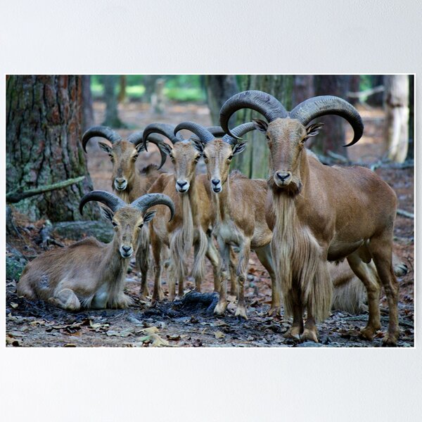 Item preview, Mountain Sheep designed and sold by Paulette1021.