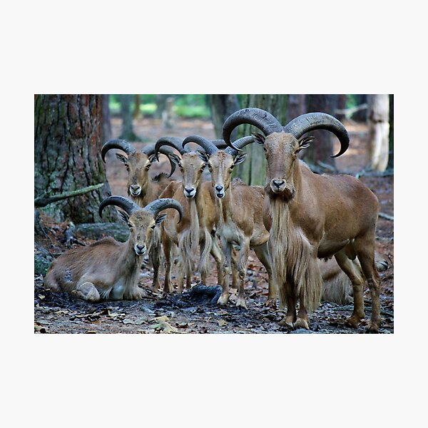 Item preview, Mountain Sheep designed and sold by Paulette1021.