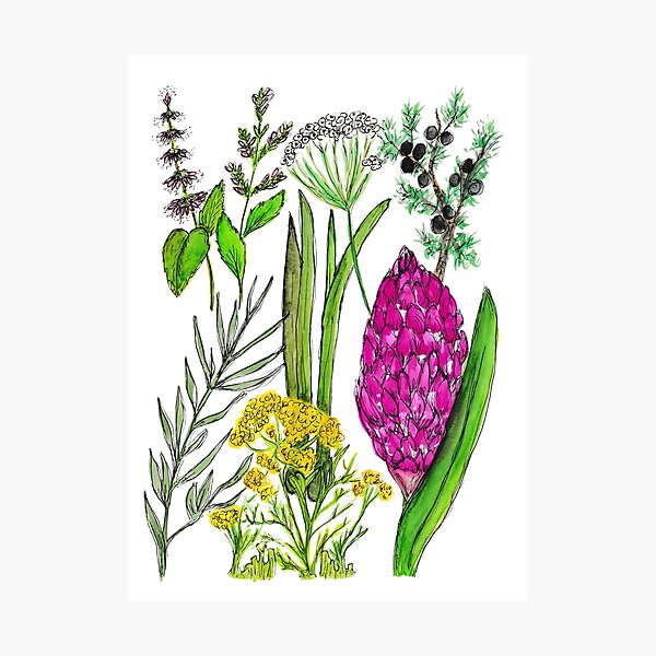 Item preview, Digize Essential Oil Botanical Print designed and sold by Cathy Jimenez.