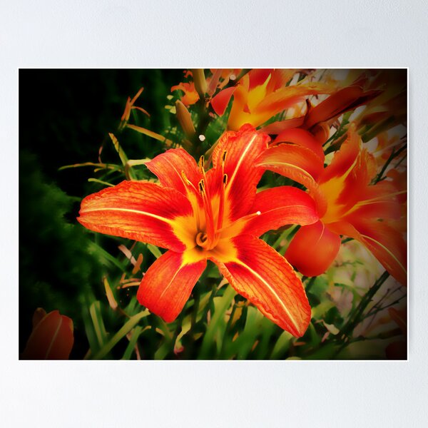 Item preview, "Fiori di Vigneto" designed and sold by Anthony Cherubino.