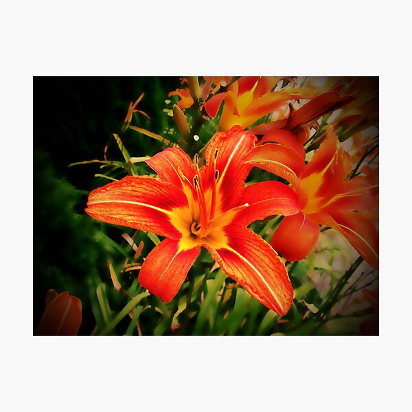 Item preview, "Fiori di Vigneto" designed and sold by Anthony Cherubino.