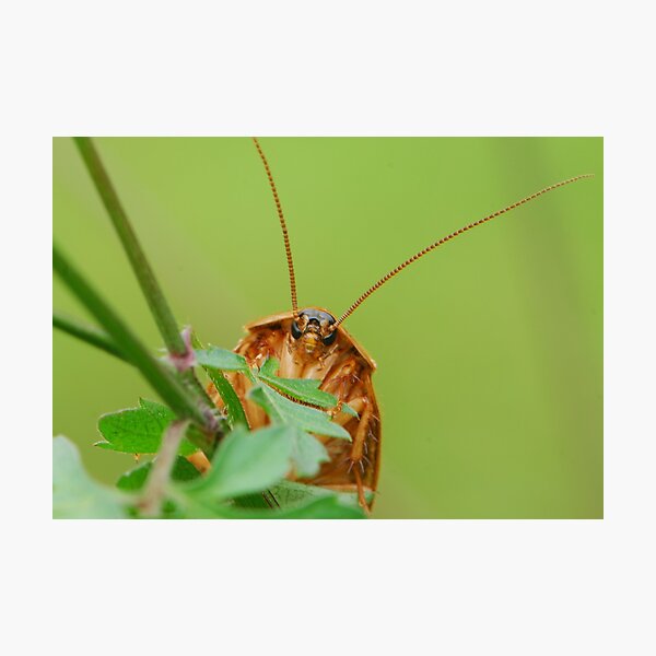 Artikelvorschau, unknown beetle entworfen und verkauft von davvi.