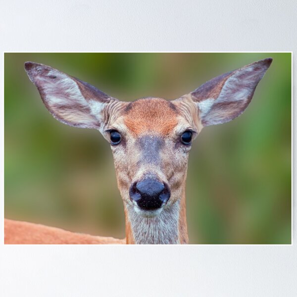 Item preview, White-tailed Deer Close-up designed and sold by Michael Mill.