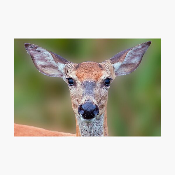 Item preview, White-tailed Deer Close-up designed and sold by Michael Mill.