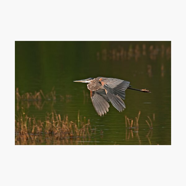 Aperçu de l'œuvre Great Blue Heron in Flight créée et vendue par Michael Mill.