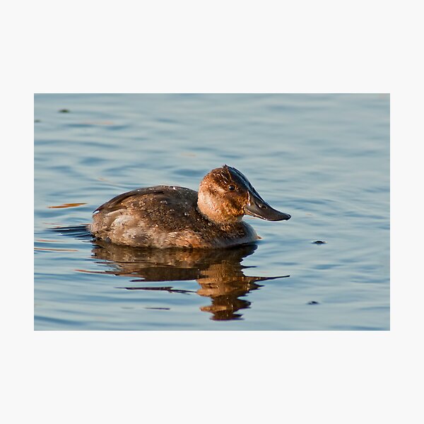 Aperçu de l'œuvre Ruddy Duck créée et vendue par Michael Mill.