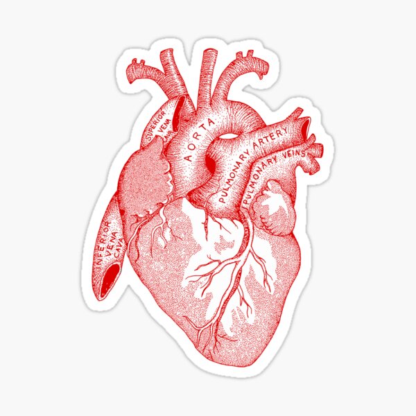 Study of the Heart [red] Sticker