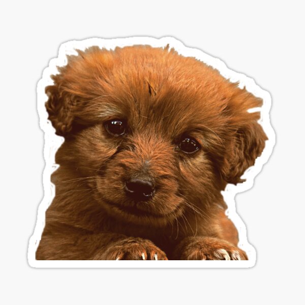 "Puppy picture" Sticker for Sale by RonaldKitama | Redbubble