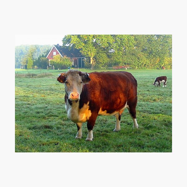 Good morning Cow Photographic Print
