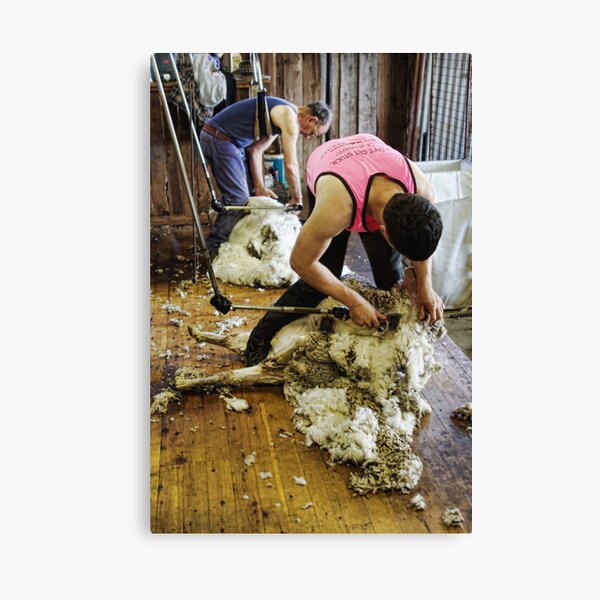 CONTRAST OF SHEARING WORLDS Canvas Print