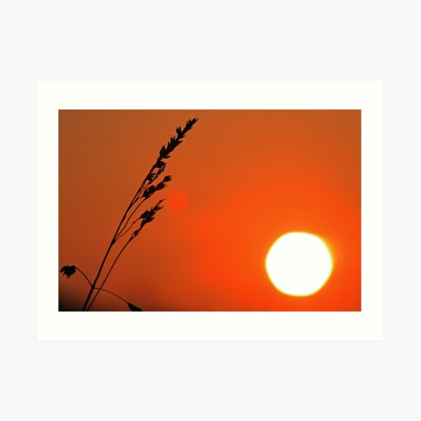 Wild Barley Art Print