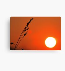 Wild Barley Canvas Print