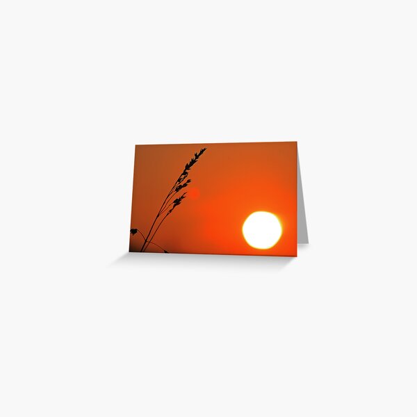 Wild Barley Greeting Card