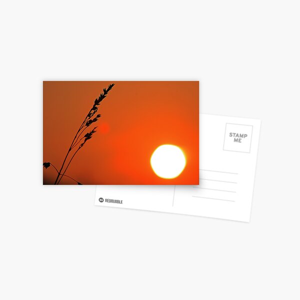 Wild Barley Postcard