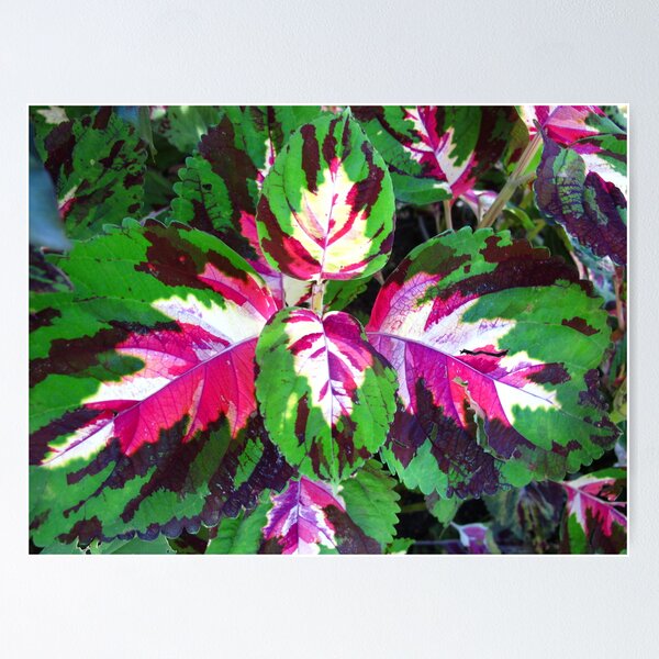 Item preview, rainbow leaf designed and sold by MarianBendeth.
