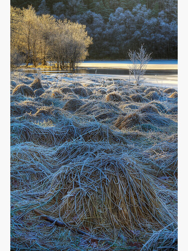 Chon Frost (1) by Shuggie