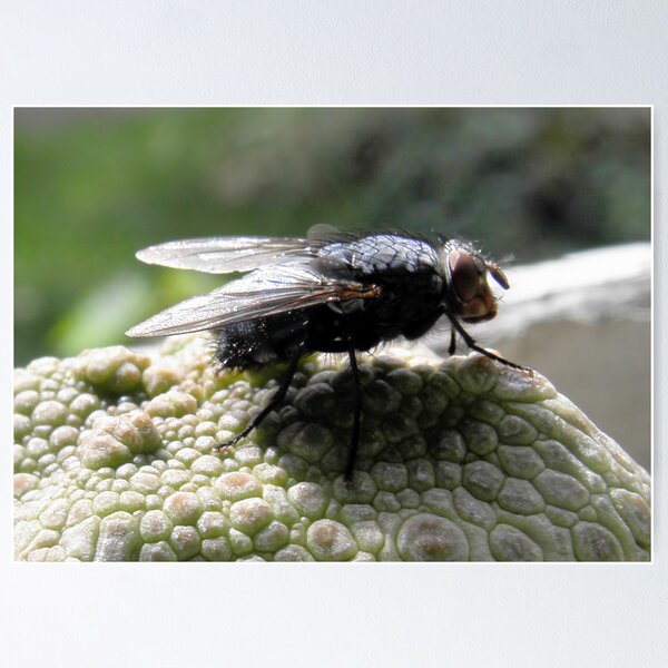 Item preview, Blow Fly (Chrysomya megacephal) on Pseudolithos cubiformis designed and sold by Linda Gleisser.