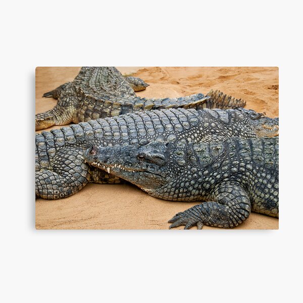 Crocodiles Canvas Print