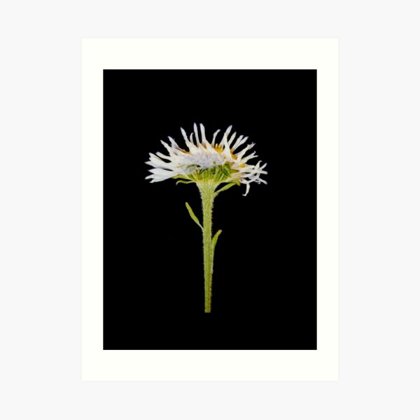 Member 6 Art Print