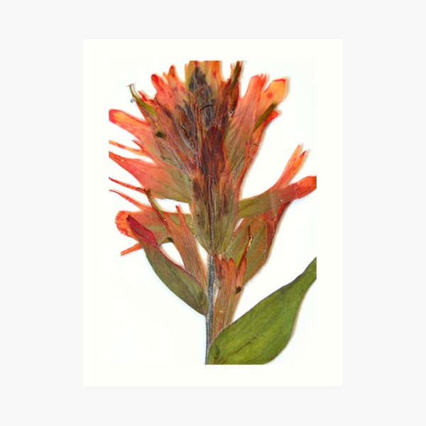 Member 4 Art Print