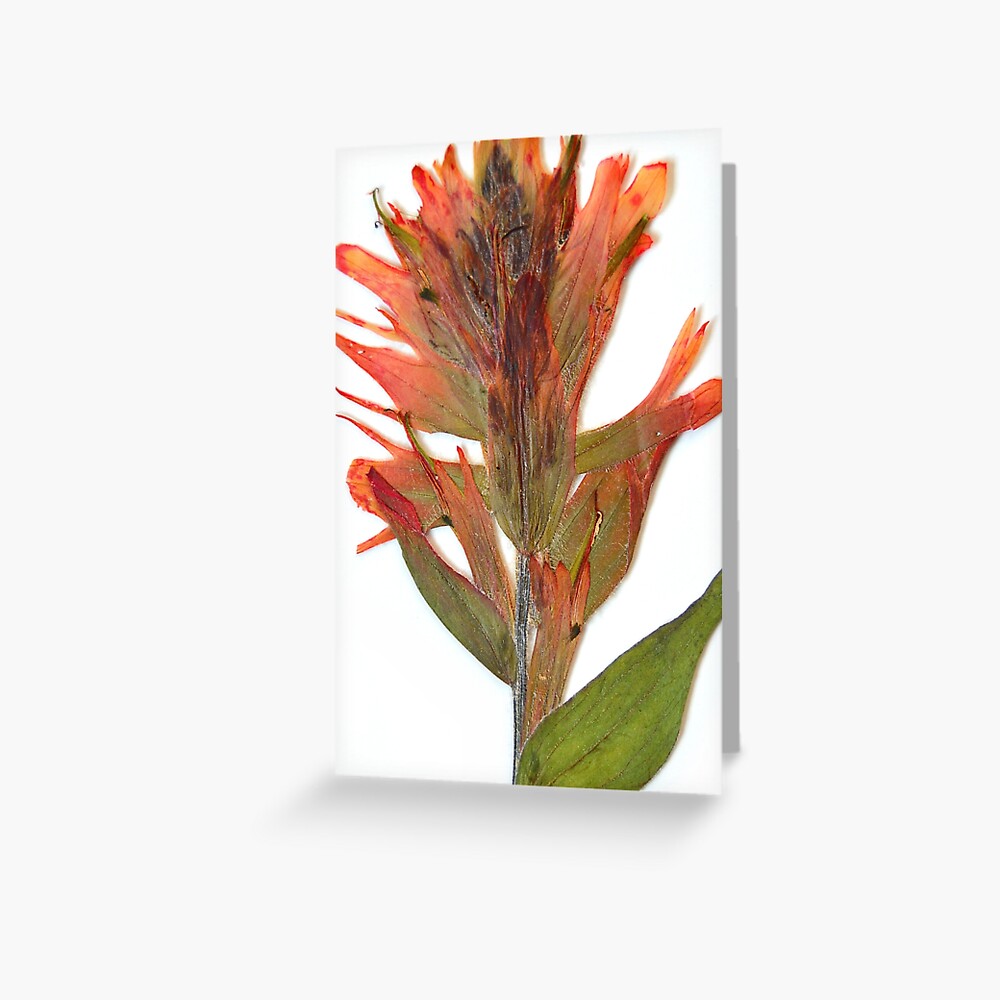 Member 4 Greeting Card
