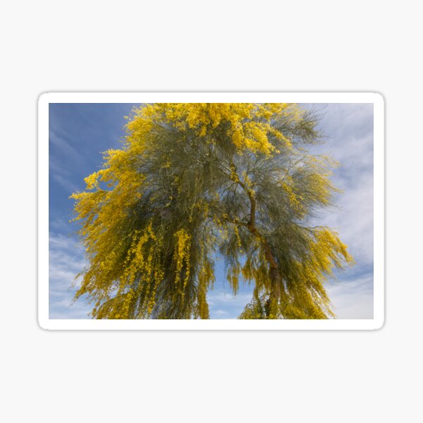 Item preview, Beautiful Acacia designed and sold by Elisabeth Lucas.
