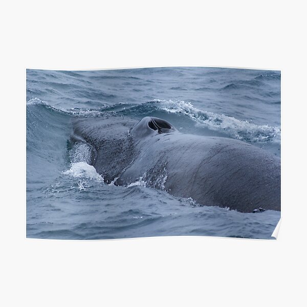 Diving Fin Backed Whale Poster