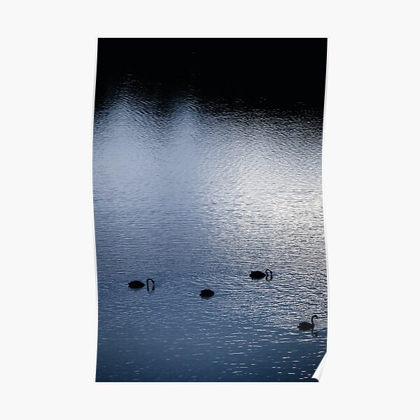 Black Swans, Wallaga Lake Poster