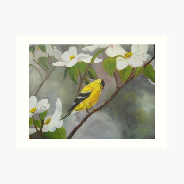 Yellow Finch on White Dogwood. Welcome Spring Art Print