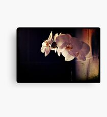 Orchid Flowers Canvas Print
