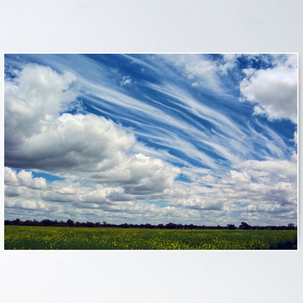 Item preview, CANOLA AND WHISPY CLOUDS designed and sold by Helen Akerstrom Photography.