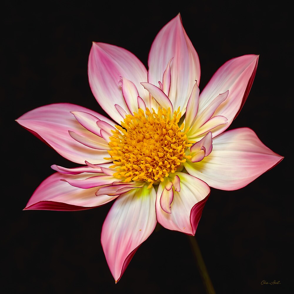 “Alpen Diamond Dahlia” by ChrisHewitt | Redbubble