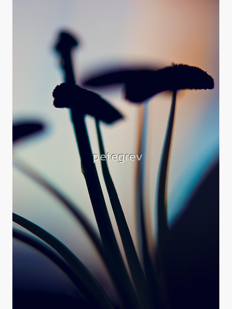 Day 82 - 30th September 2011 by petegrev