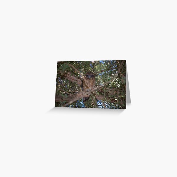 Southern Boobook Owl Greeting Card