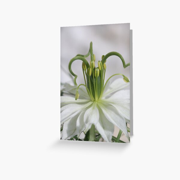 Ballet dancer Greeting Card