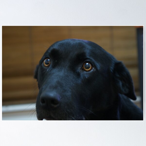 Item preview, puppy dog eyes. designed and sold by CarrieCollins.