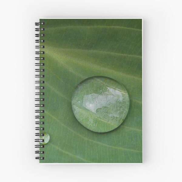Aperçu de l'œuvre Gouttes de pluie sur les feuilles d'Hosta. créée et vendue par Rob-Turner.
