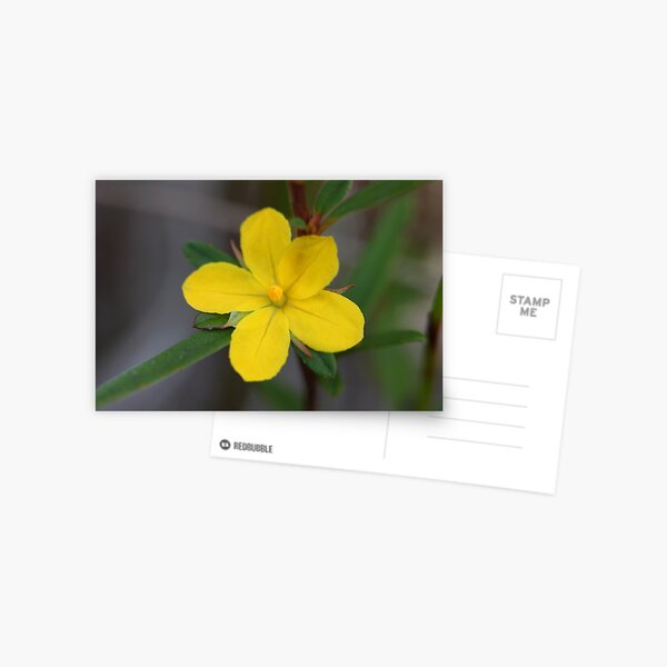 Hibbertia salicifolia Postcard