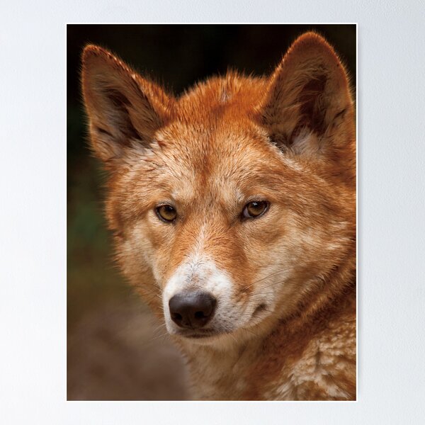 Item preview, Wild Faces: Dingo designed and sold by Christopher Ashdown.