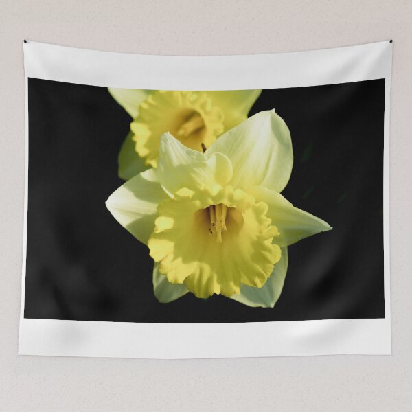 Item preview, Daffodil flower on a black background designed and sold by yarvin13.