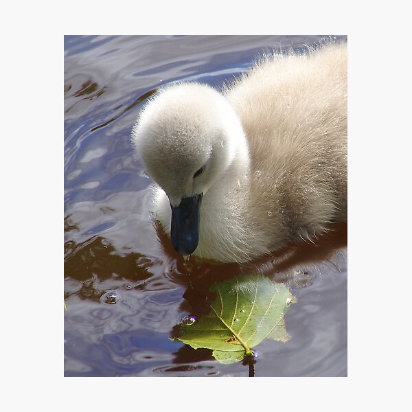 Can I eat that? Photographic Print