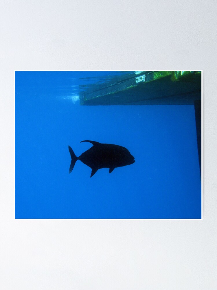 Alternate view of Black King Poster