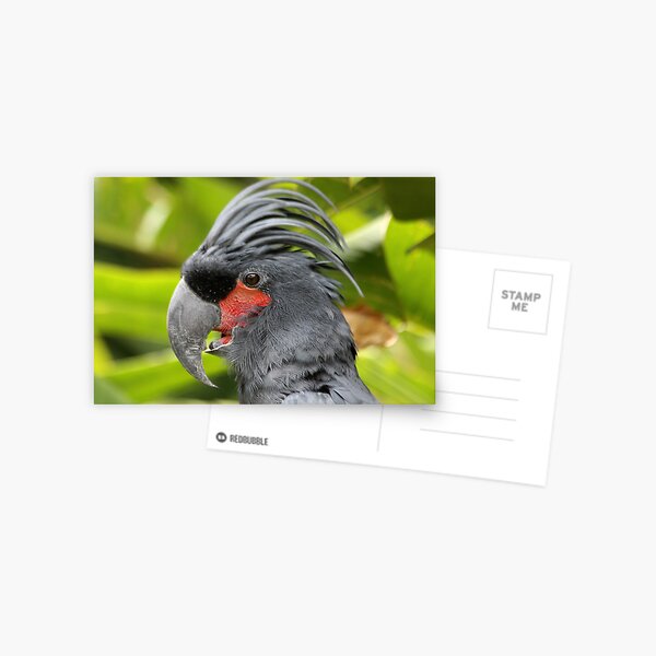 Just A Little Startled Postcard