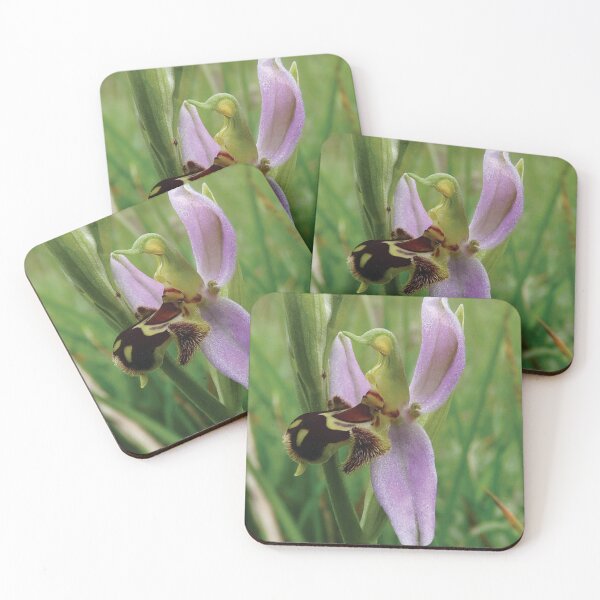 Bee orchid Coasters (Set of 4)