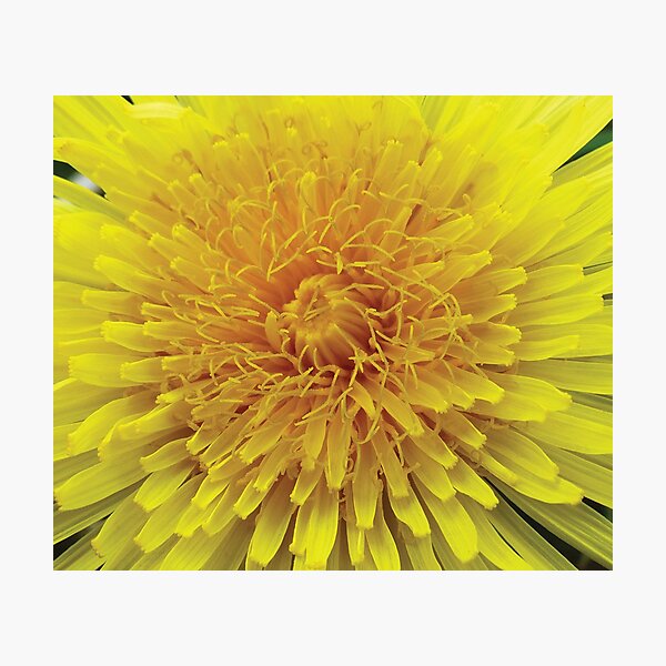 Dandelion flower Photographic Print