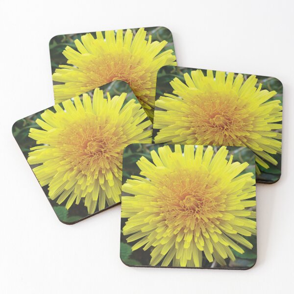 Dandelion flower Coasters (Set of 4)