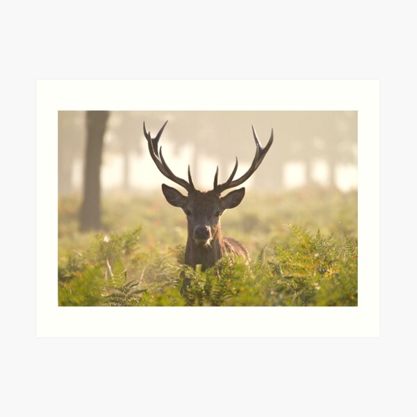 Morning Stag Art Print